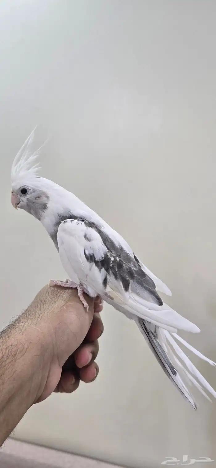 بغبغاء كروان للبيع 0