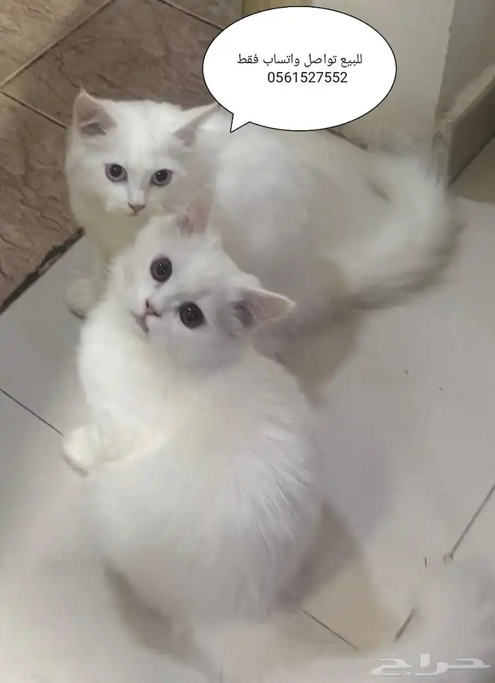 شيرازي 0