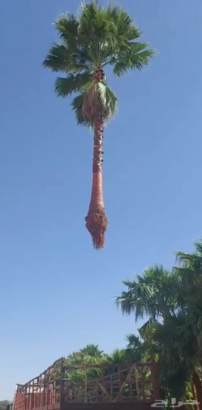 نخل واشنطن زينه مروحه درجه اولى وأشجار مختلفة الأنواع 0