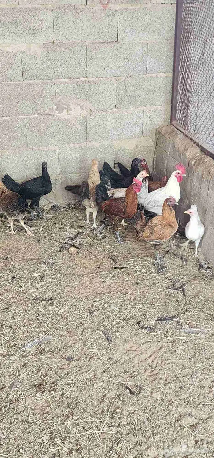 دجاج للبيع 4
