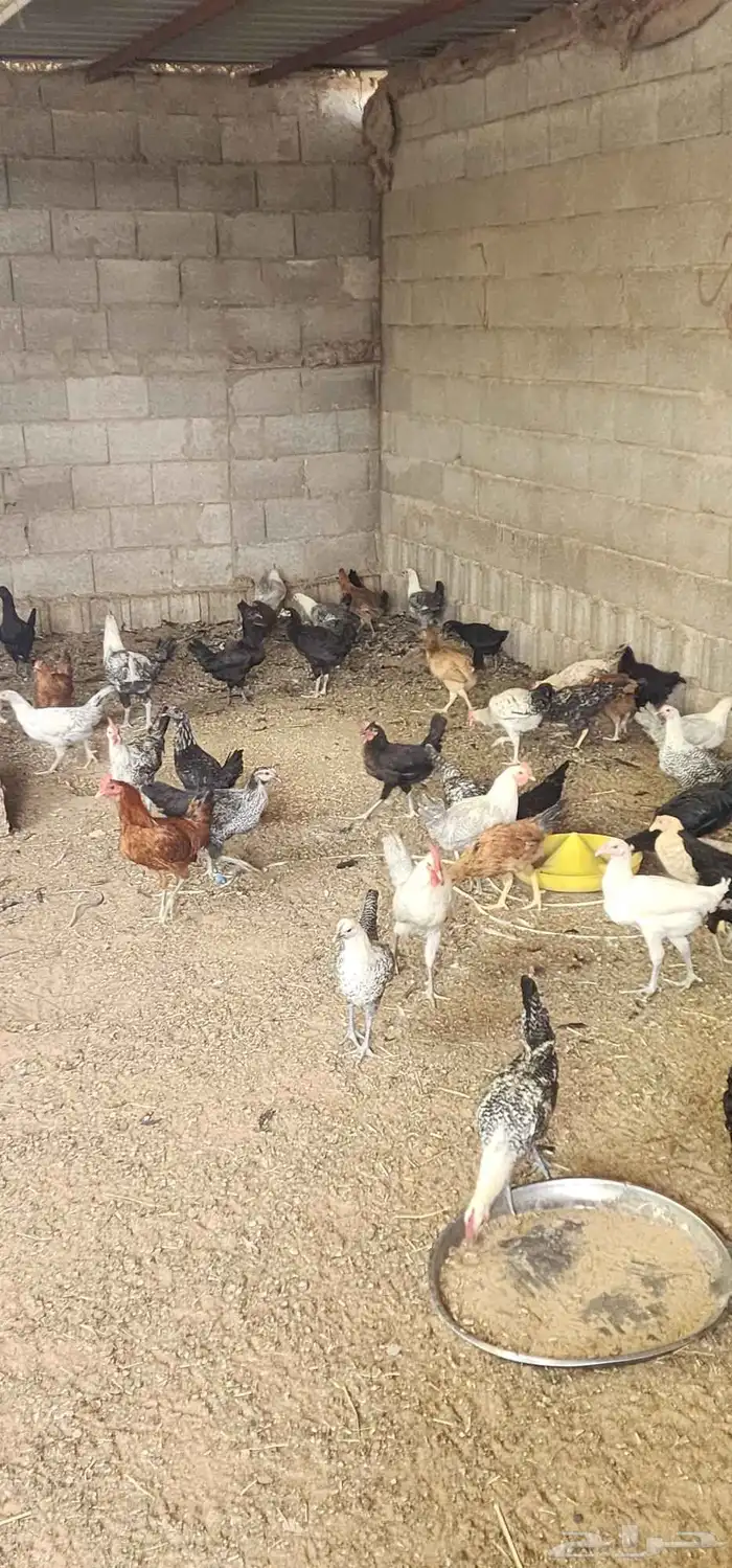 دجاج للبيع 1