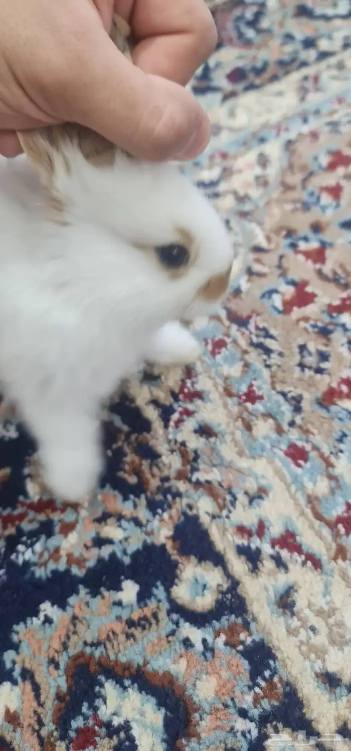 أرنب هولندي لون جميل 1