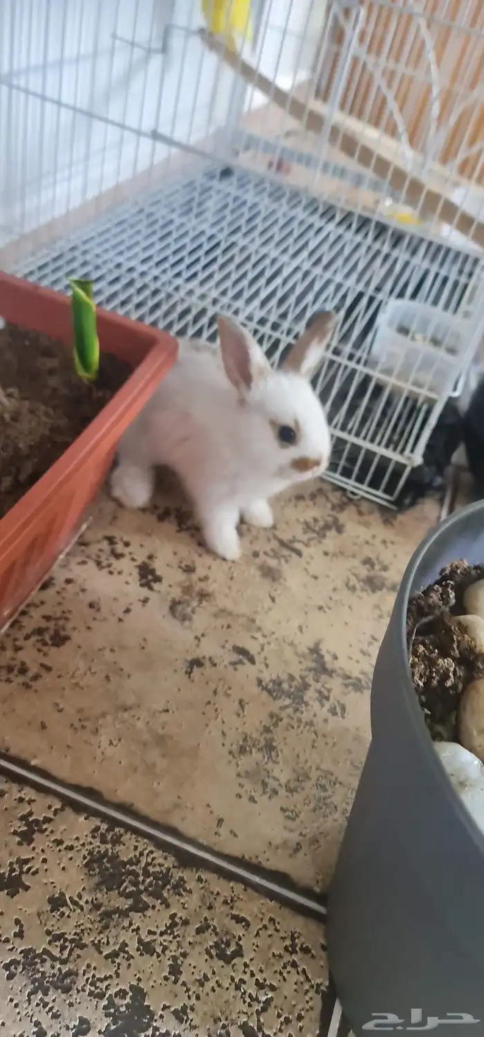 أرنب هولندي لون جميل 4