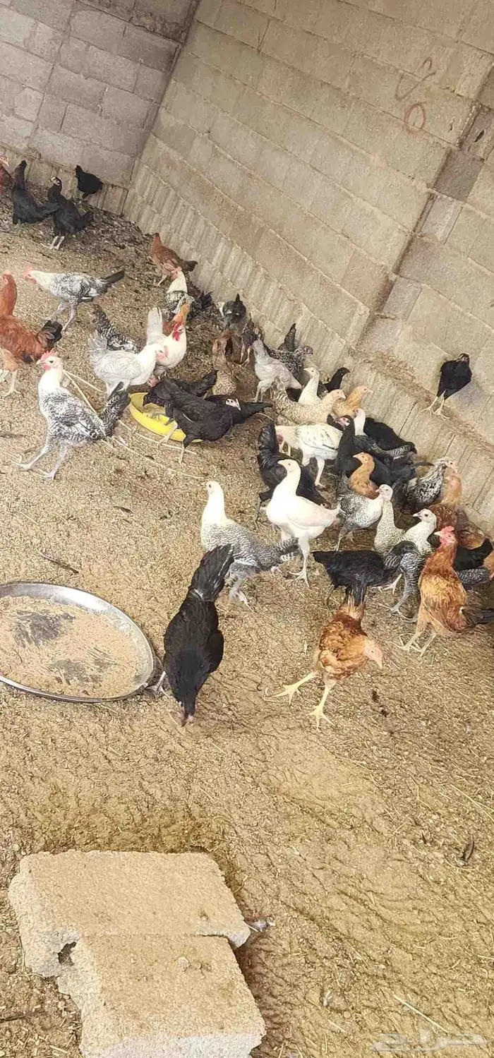 دجاج للبيع 3