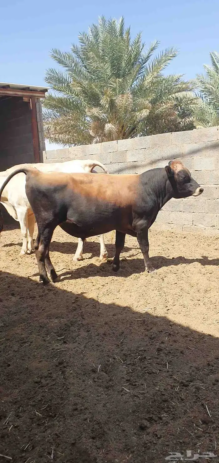 ثور جيرسي انجليزي بيور بقر 5