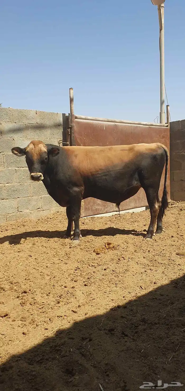 ثور جيرسي انجليزي بيور بقر 6