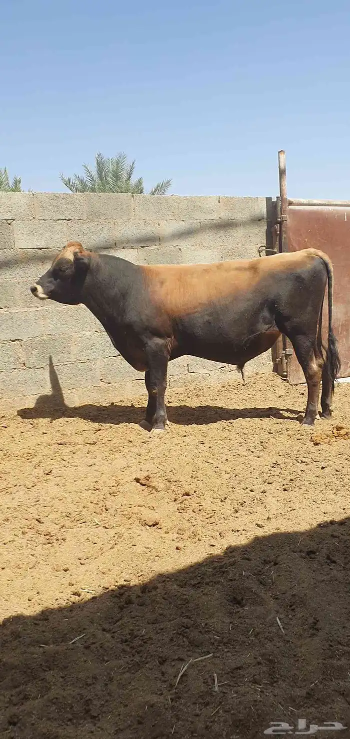 ثور جيرسي انجليزي بيور بقر 0