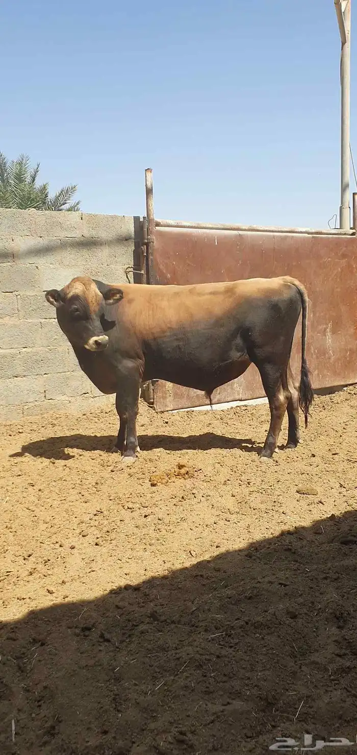 ثور جيرسي انجليزي بيور بقر 1