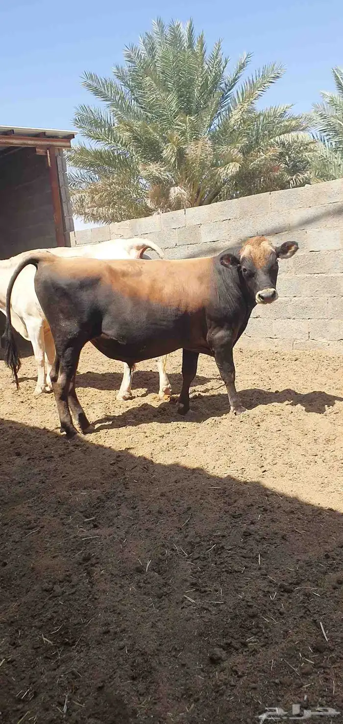 ثور جيرسي انجليزي بيور بقر 2