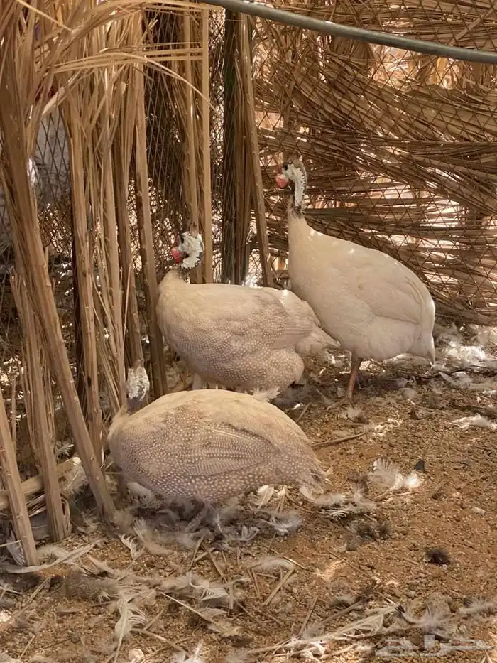 سمان تكساس دجاج حبشي دجاج اندونيسي 2