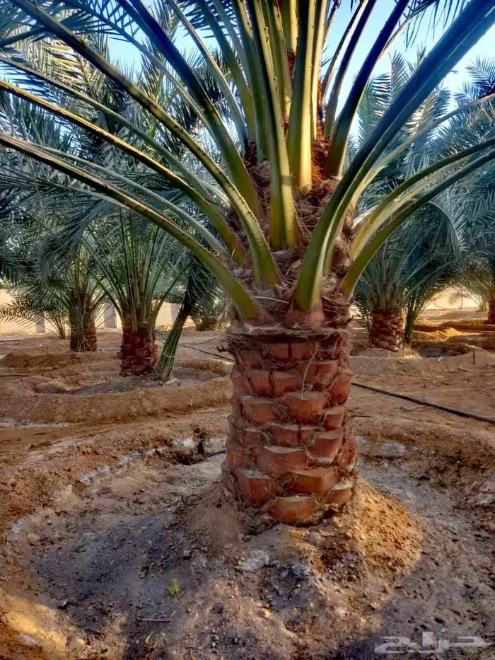 نخل عربي نخيل للبيع خلاص برحي سكري شيشي هلالي صقعي سلاطين 0