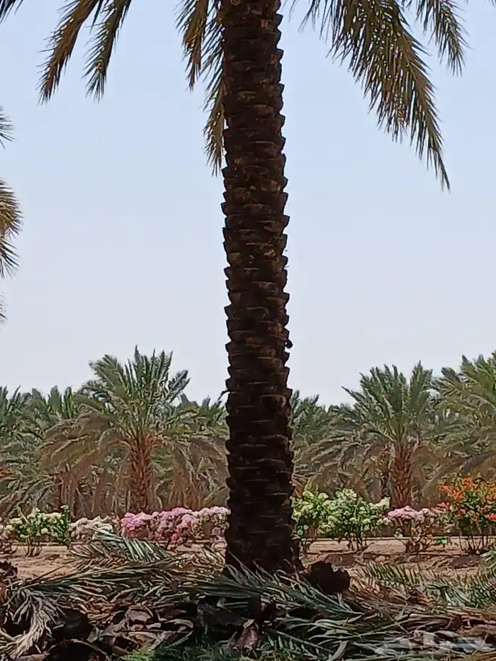 تكريب وتنضيف انخيل وتحويض وقلع الفروخ 0
