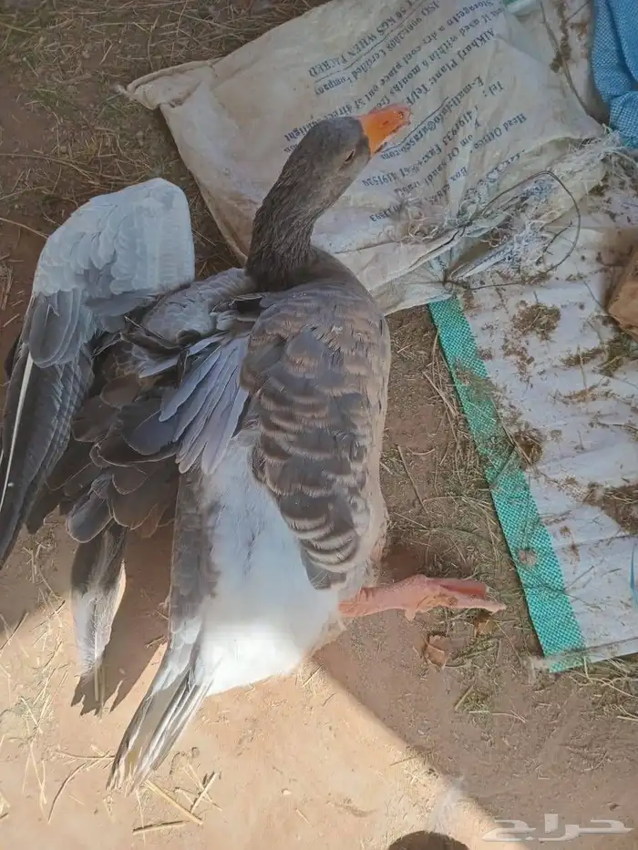 وز بلدي ذبح أو تربية 0