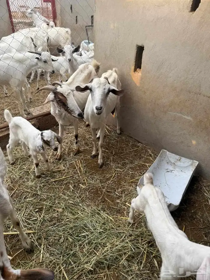 المظيلف معزا ولد للبيع 1