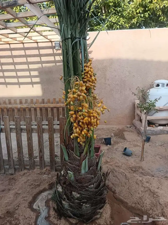 تحت اشراف ابو علي لتوريد وتركيب انخيل 11