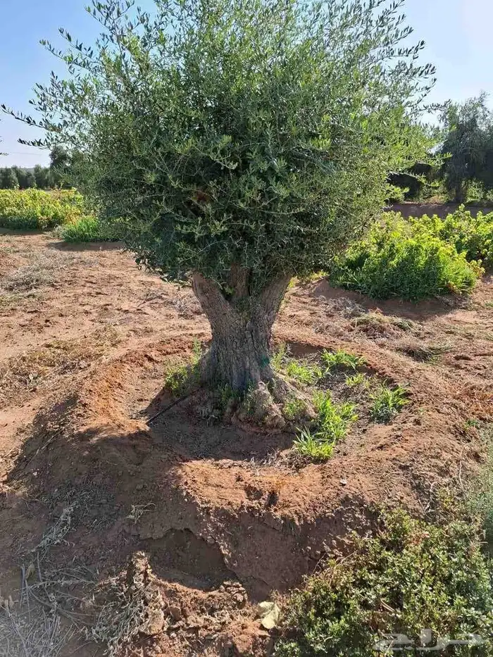 شجر الزيتون المعمر بجميع انواعها واحجامه ونخيل عربي 3
