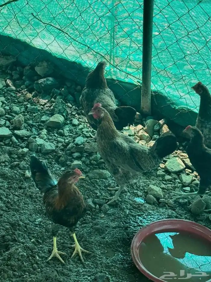 دجاج بلدي 3