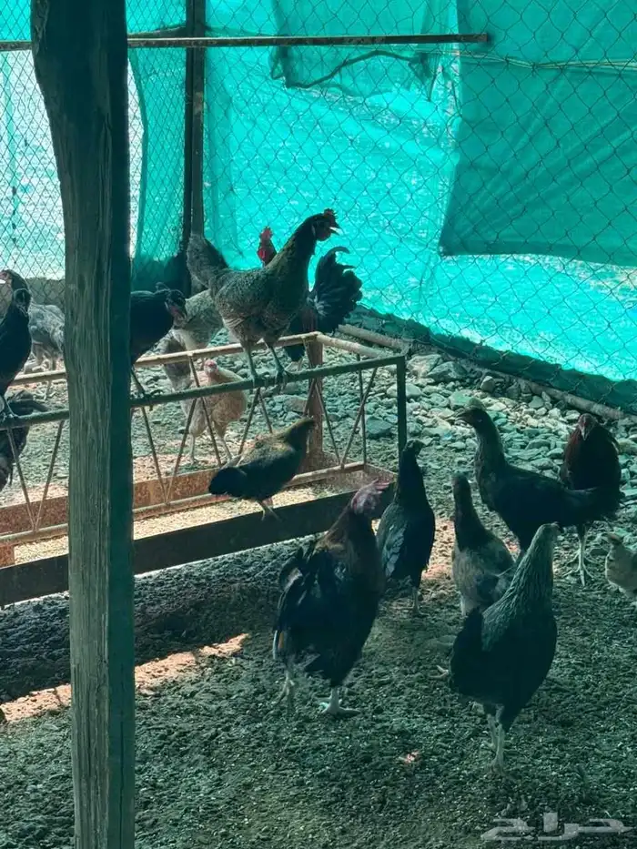 دجاج بلدي 2