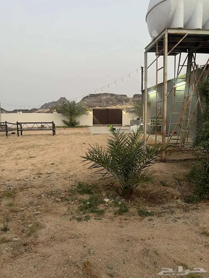 زراعه جميع انواع الاشجار والنخل والنجيل قص تزيين تقليم 7