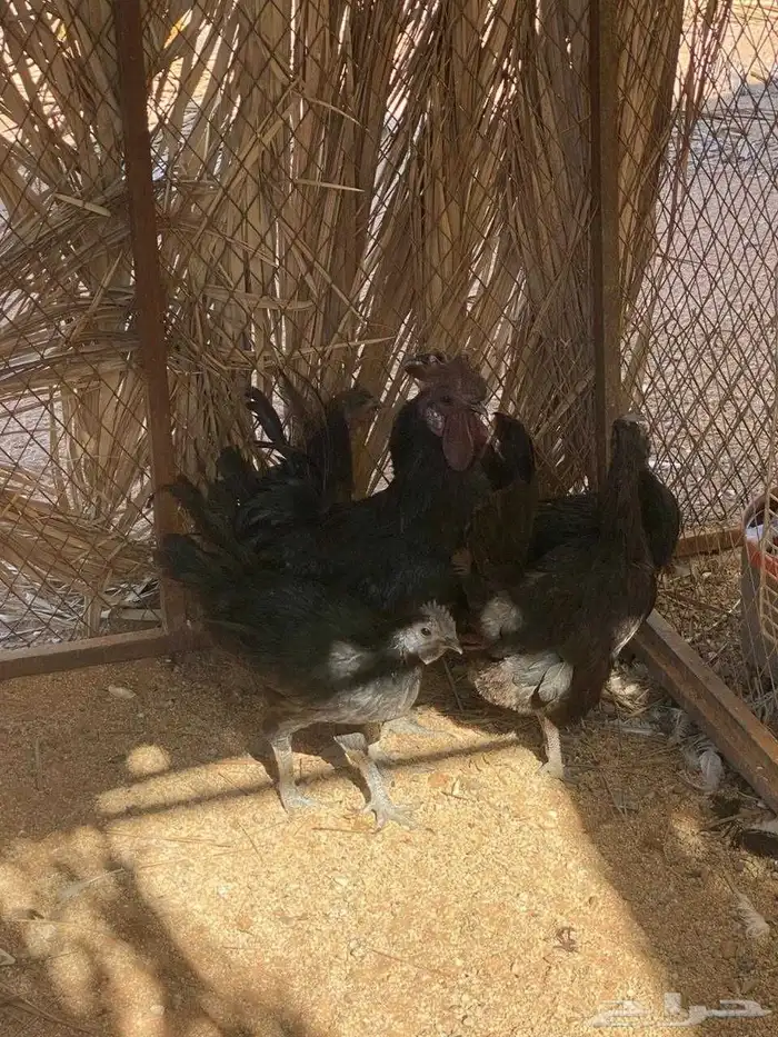 سمان تكساس دجاج حبشي دجاج اندونيسي 3