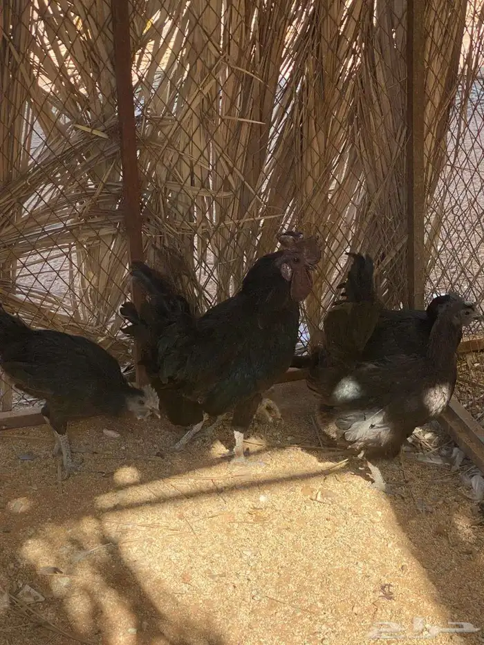 سمان تكساس دجاج حبشي دجاج اندونيسي 4