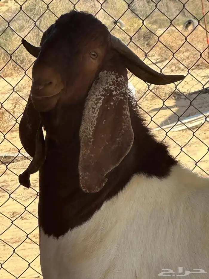 فحل بورقوت العمر جذع 3