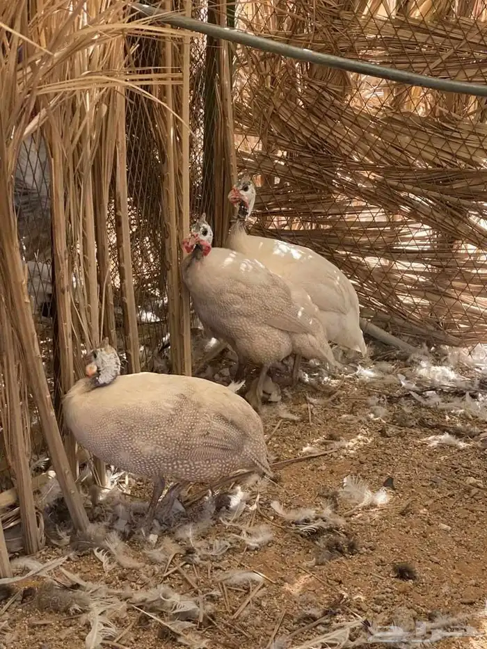 سمان تكساس دجاج حبشي دجاج اندونيسي 5