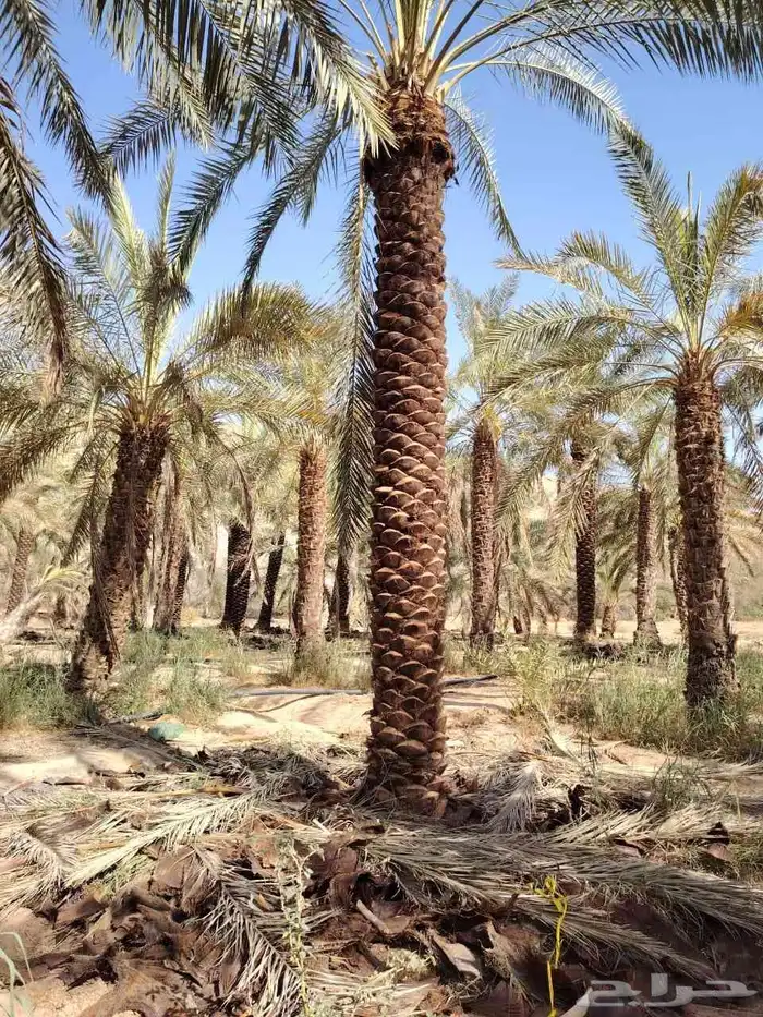 توريد وزراعه نخل واشنطني زينه ونخل عربي 4