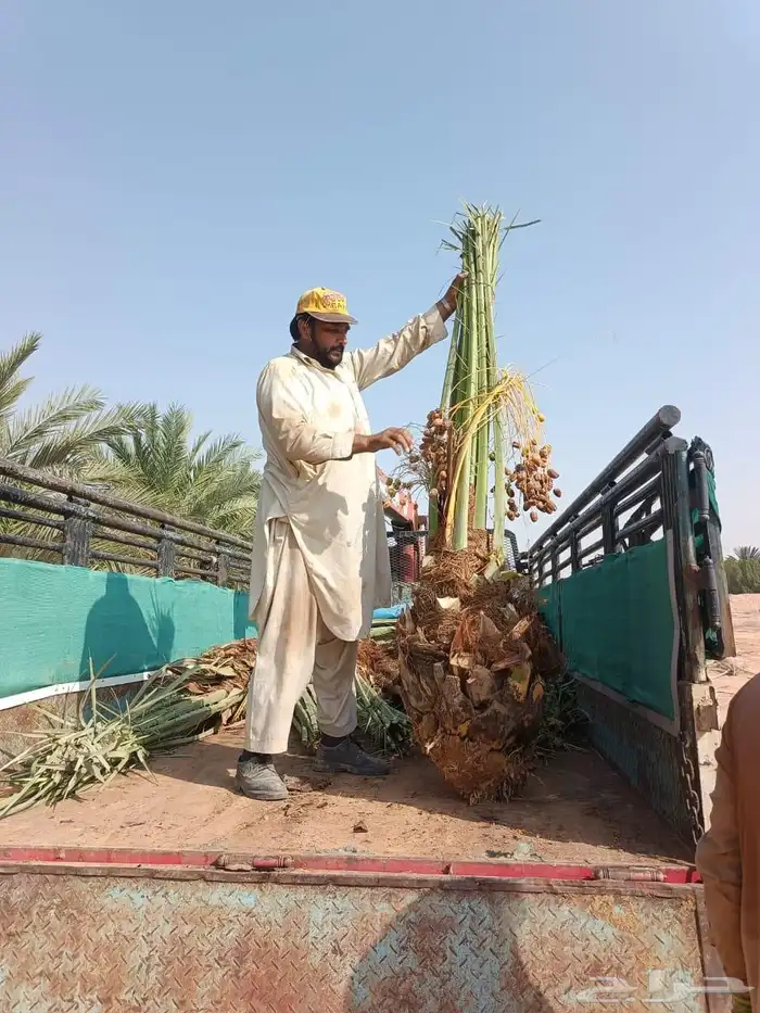 نخيل عربي واشنطني الخرج توصل وتركيب 5