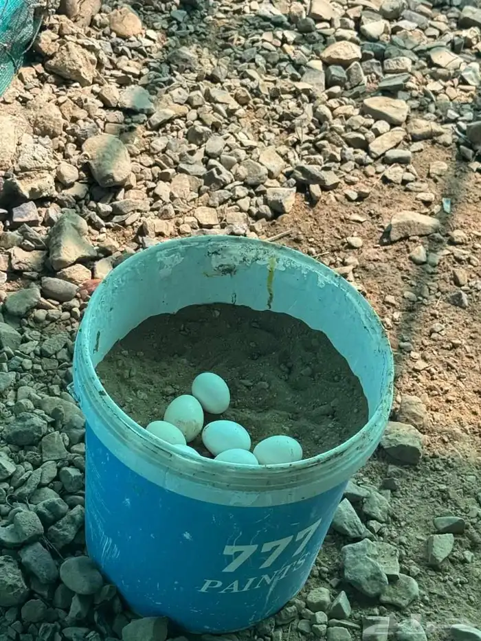 دجاج بلدي 1