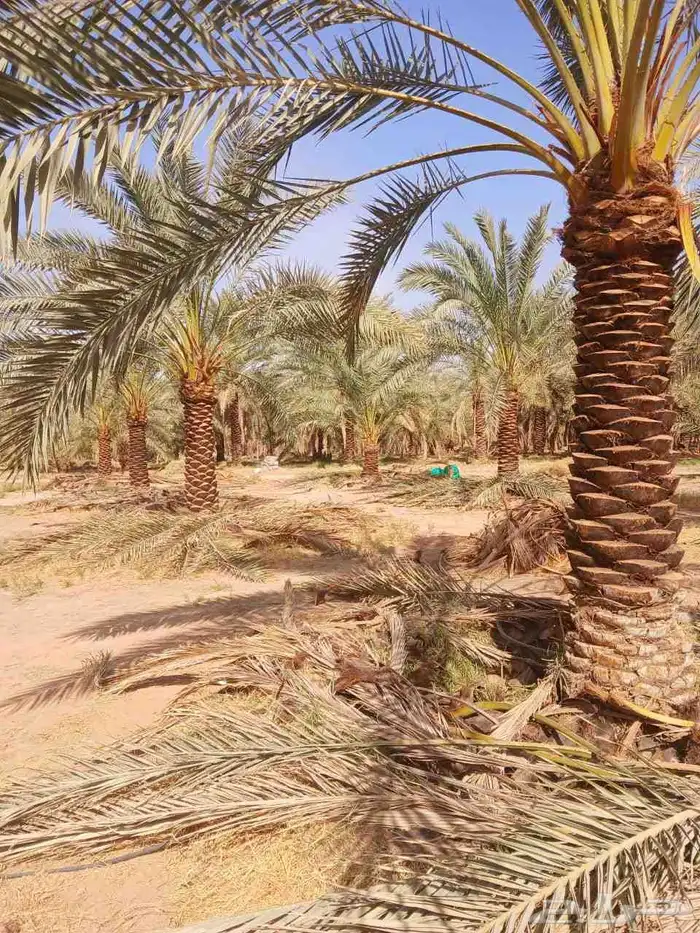 نخل مثمر نخيل نقايل جثايث واشنطني اخلاص سكري برحي صقعي شيشي 6