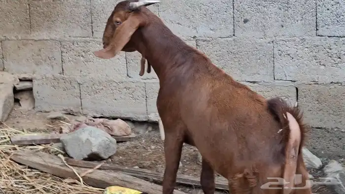 مشروع فحل 0
