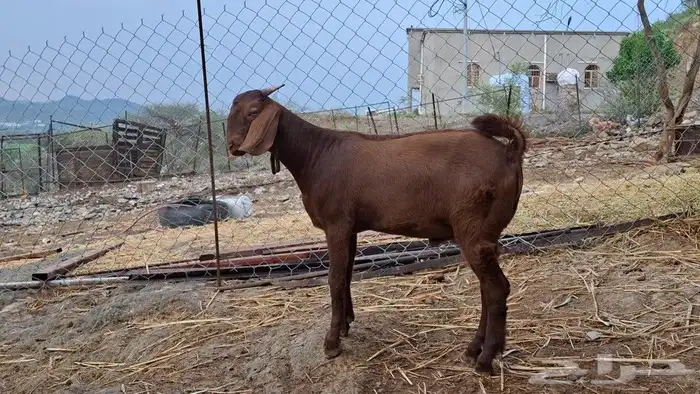 مشروع فحل 1