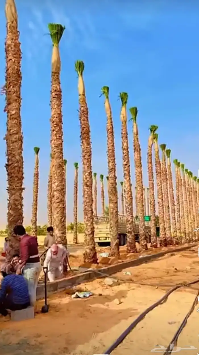 مقاول شبوك ونخيل 4