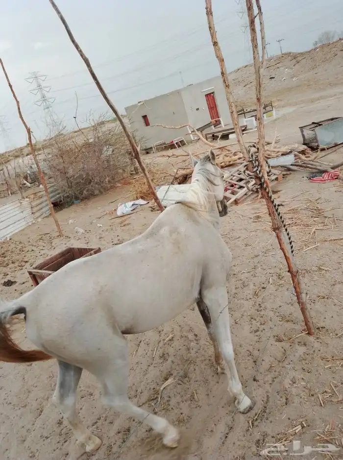 خيل اصيل للبيع 1