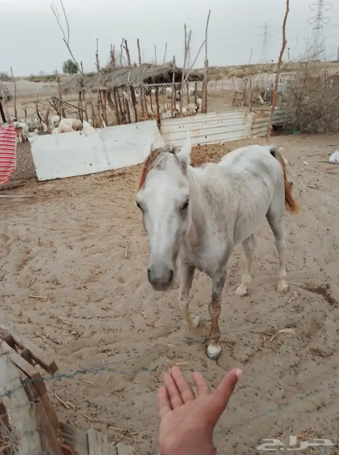 خيل اصيل للبيع 0