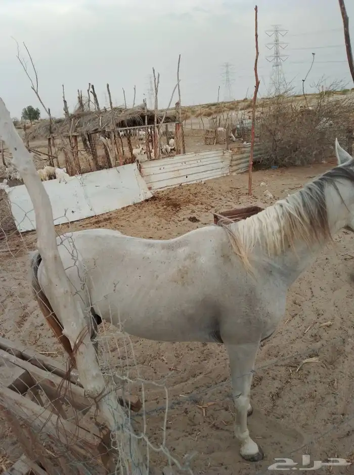 خيل اصيل للبيع 3