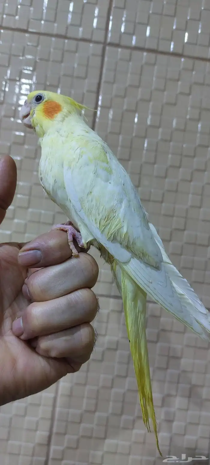 كيروان لبينو 3