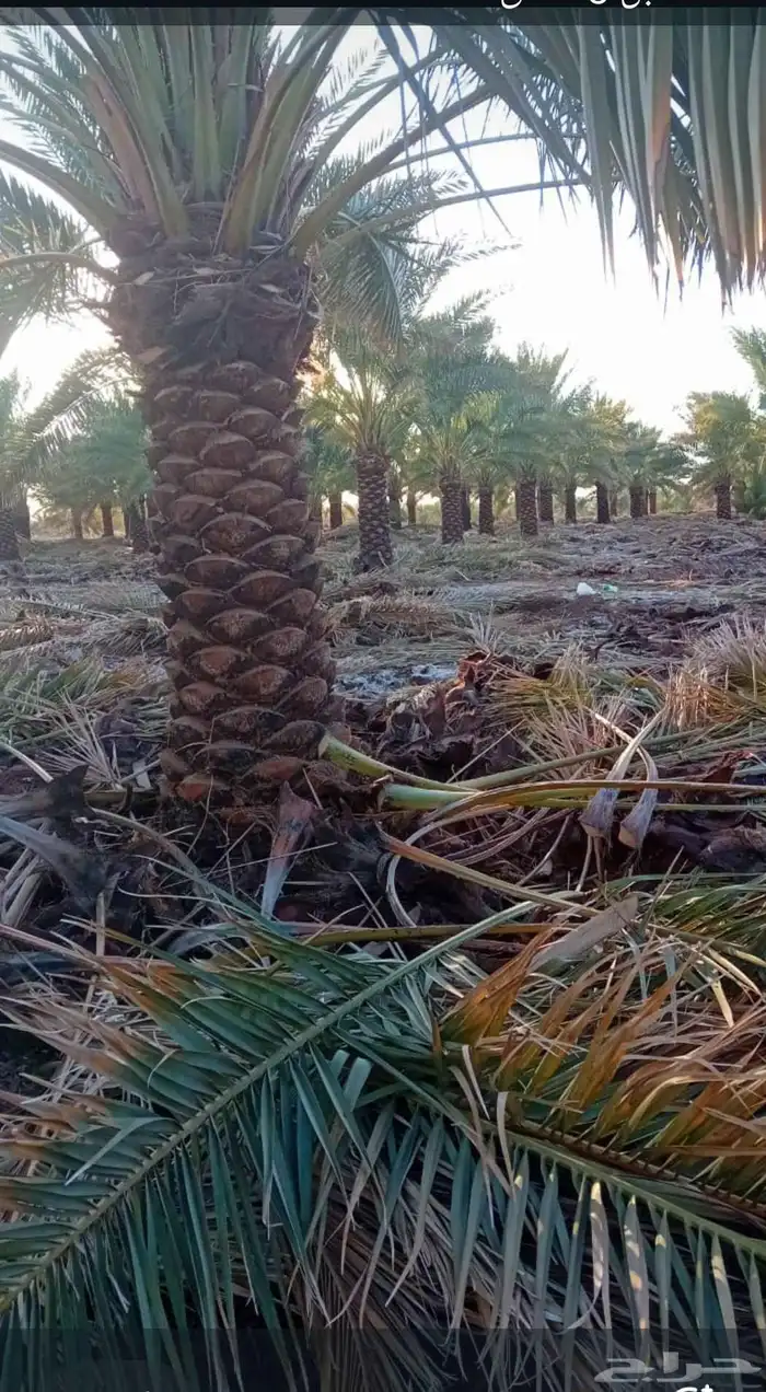 صقعي نوع احمر فاخر 0