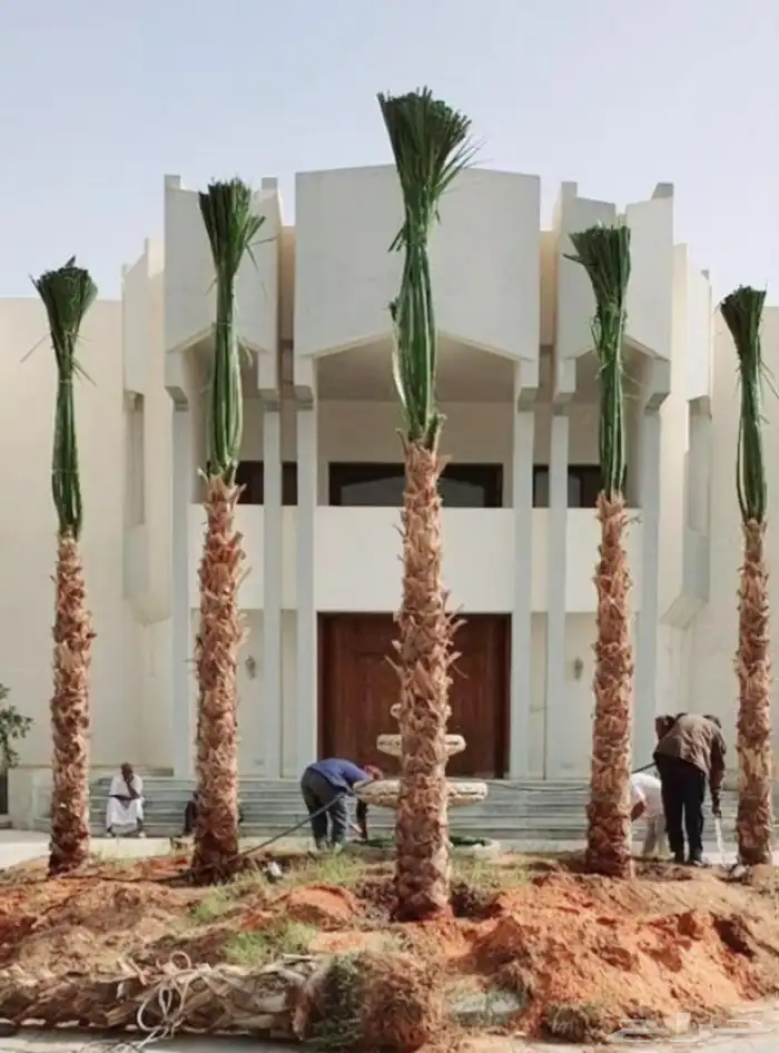 نخل واشنطونيا زينه للبيع واشنطني 7