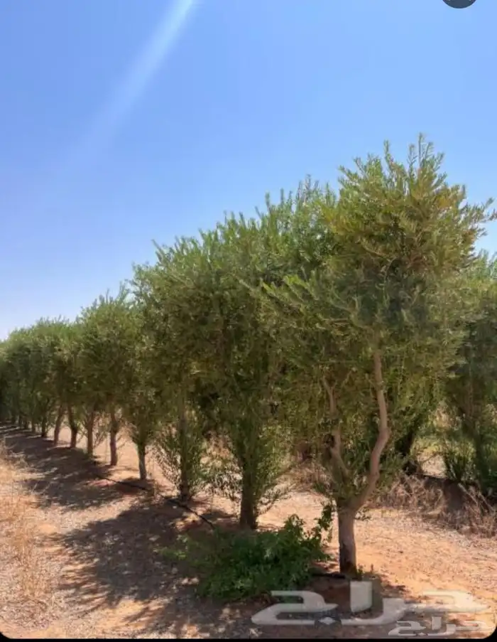 ياوج لدين جميع انواع المقاست اشجار 3