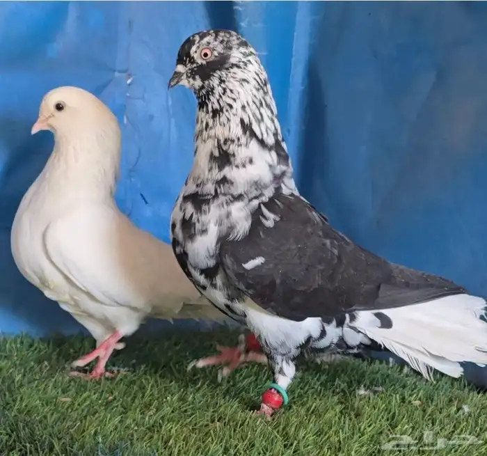 جوزين مزهرات اخوان هزاز 0