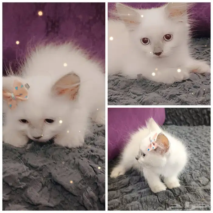 قطط للبيع 2