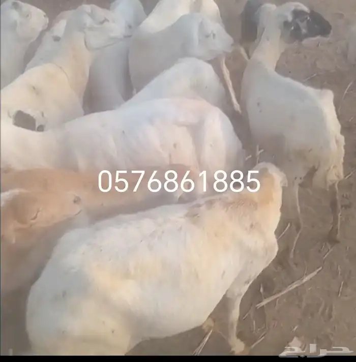 ضان رفيديات 0