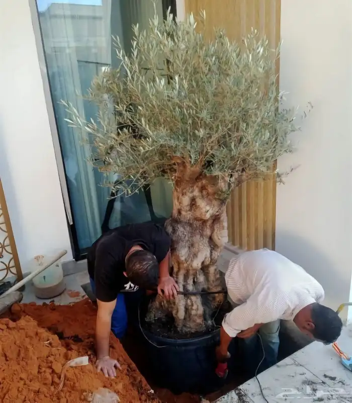زيتون معمر اشجار زيتون 9