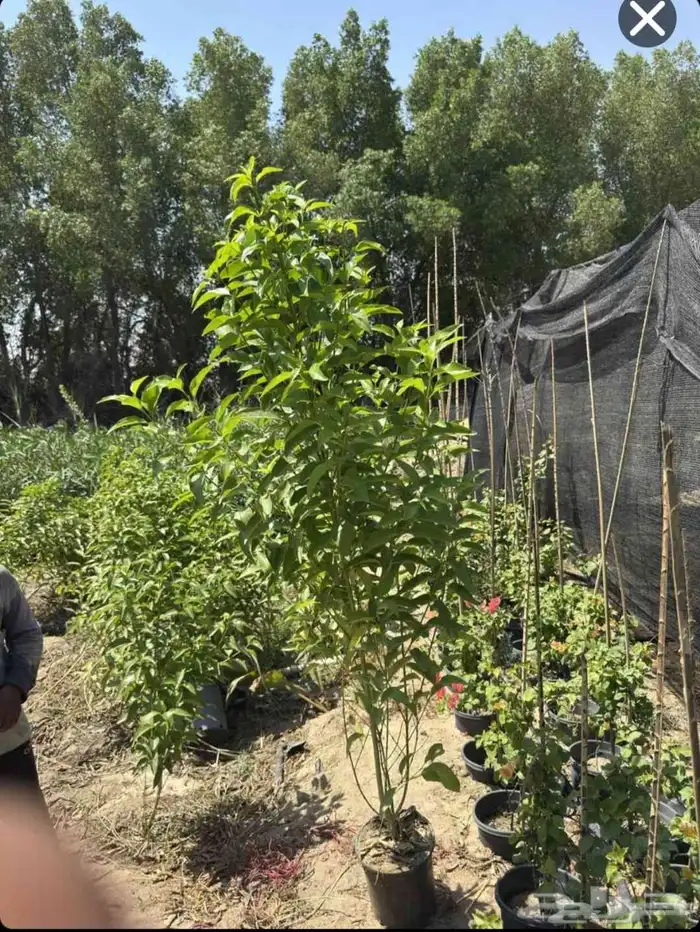 ياوج لدين جميع انواع المقاست اشجار 1