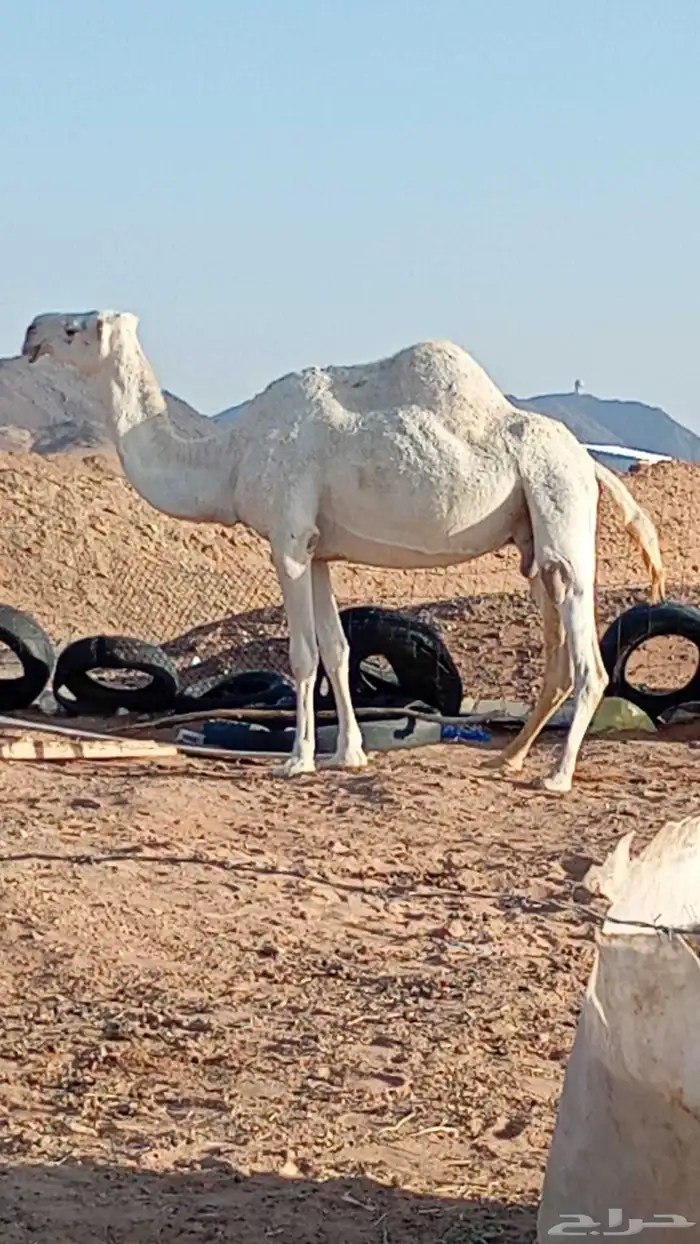 تافه شقحاء ممشاء وطفاح وراس كفو 1