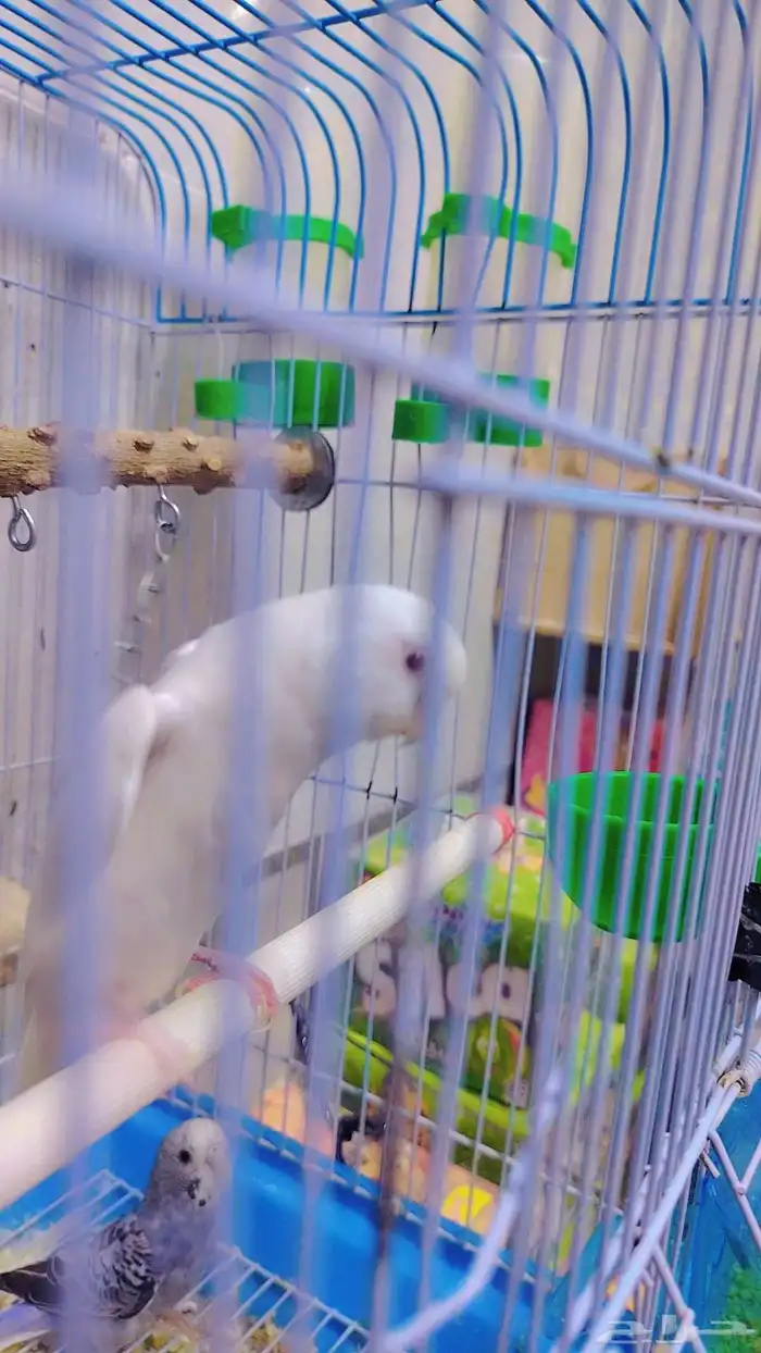 بادجي انثى البينو شبه اليف منتج معه 2بيض وذكر مات اليوم 1