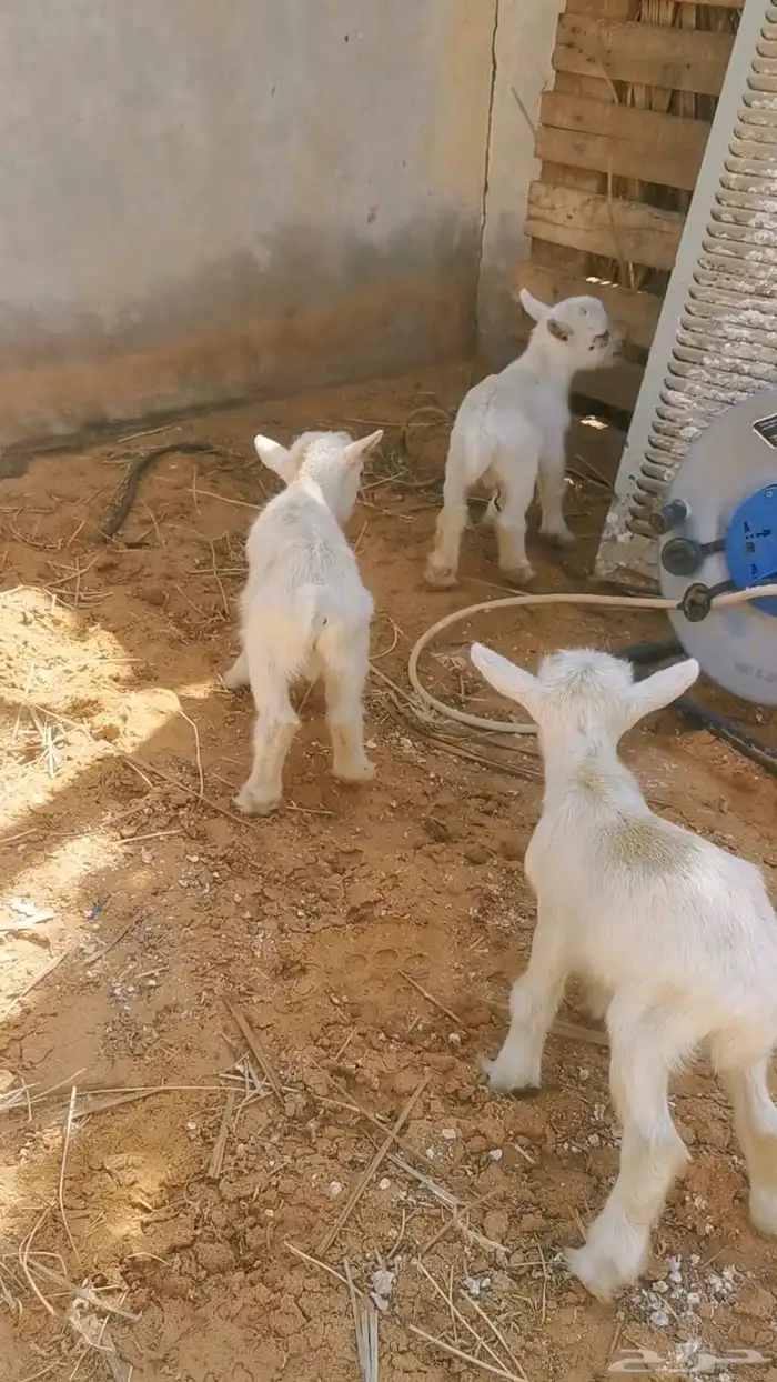 تيوس قزمي صغار 0