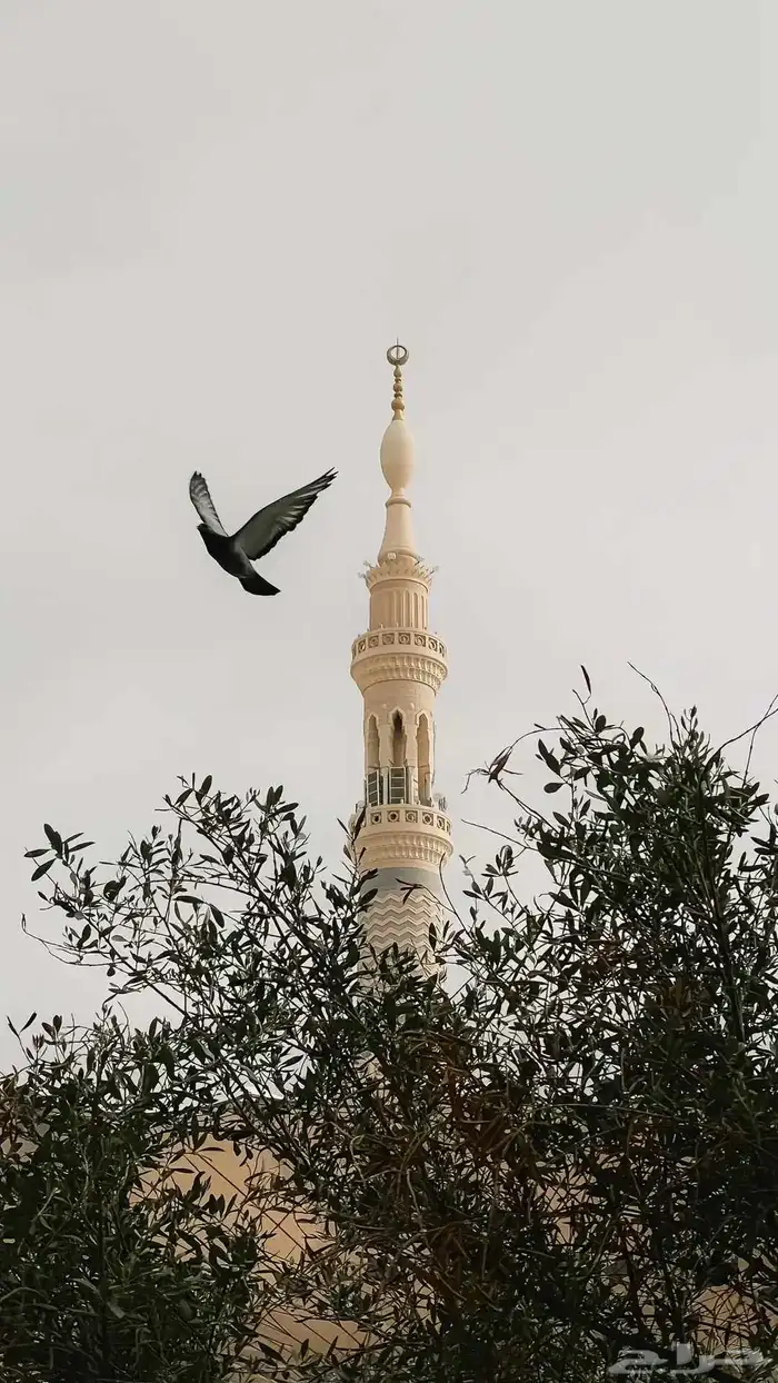 تدريس قرآن كريم بالتجويد المتقن 0